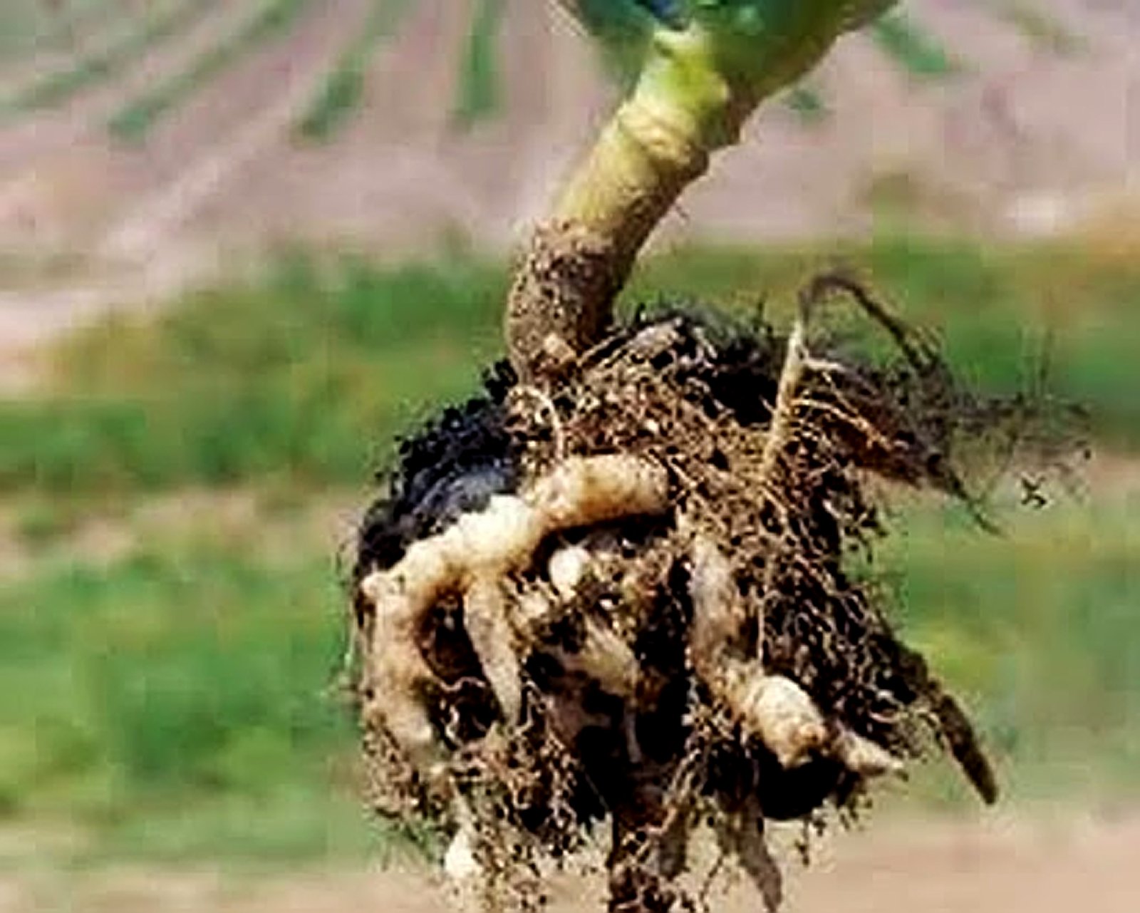 Vaksin Tanah Sebelum Tanam: Lindungi Akar dari Serangan Akar Gada &amp; Layu Fusarium Sejak Dini