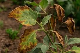 AC Alami Tanaman: Solusi Mencegah Daun Terbakar dan Stres Cuaca Panas Ekstrem dengan Ekstrak Rumput Laut